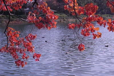 25優秀賞　M女史｢お濠の紅葉｝.jpg