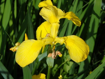 キショウブ（黄菖蒲）について｜写真館｜新着情報｜佐賀城公園